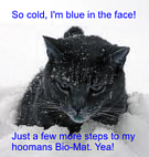 Blue Cat