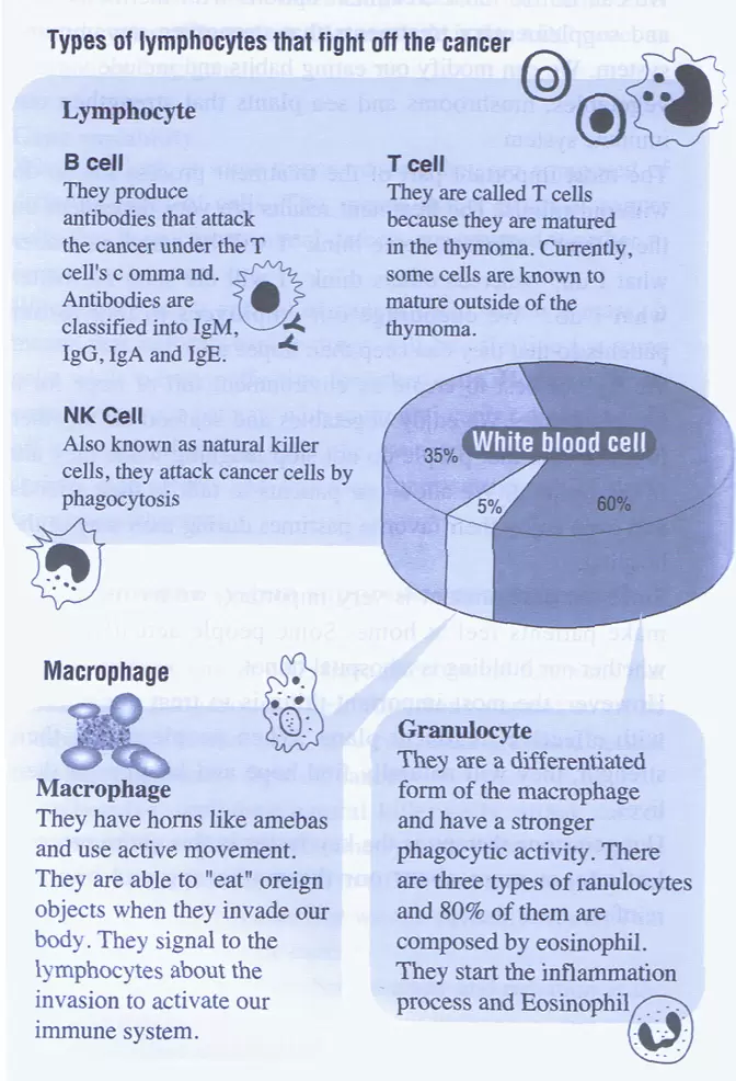 Cancer-Immune System