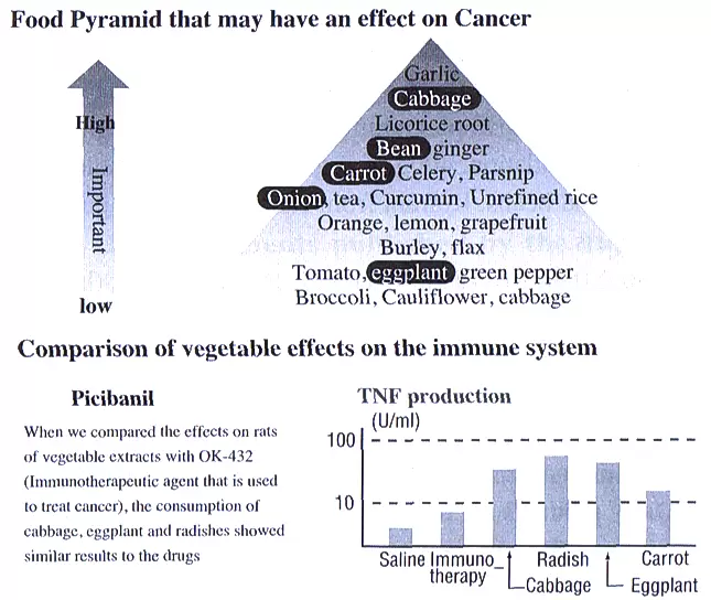 food pyramid