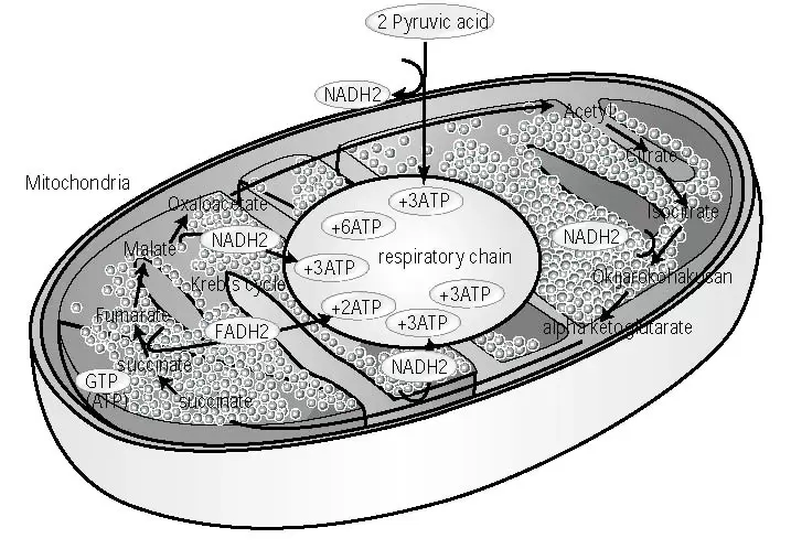 atp in mitochrondia