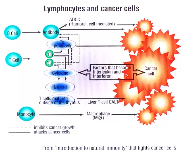 lynphocytes and Cancer cells