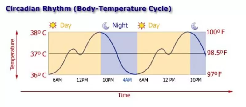 Circadian Rhythm