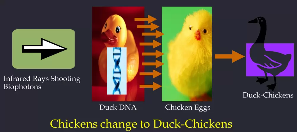 Duck Chicken Experiment